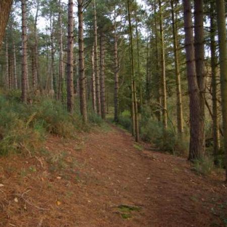 les landes de Lessay